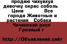 продаю чихуахуа девочку,окрас соболь › Цена ­ 25 000 - Все города Животные и растения » Собаки   . Чеченская респ.,Грозный г.